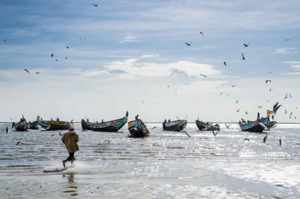 Un groupe d'oiseaux marins posés sur le sable mouillé d'une plage à Saly au Sénégal sous un ciel dégagé.