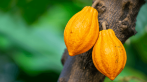 Cabosse de cacao en Côte d'Ivoire. Fabrication du chocolat.