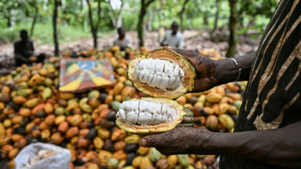 Mains d'un agriculteur tenant une cabosse de cacao ouverte révélant des fèves blanches en Côte d'Ivoire.