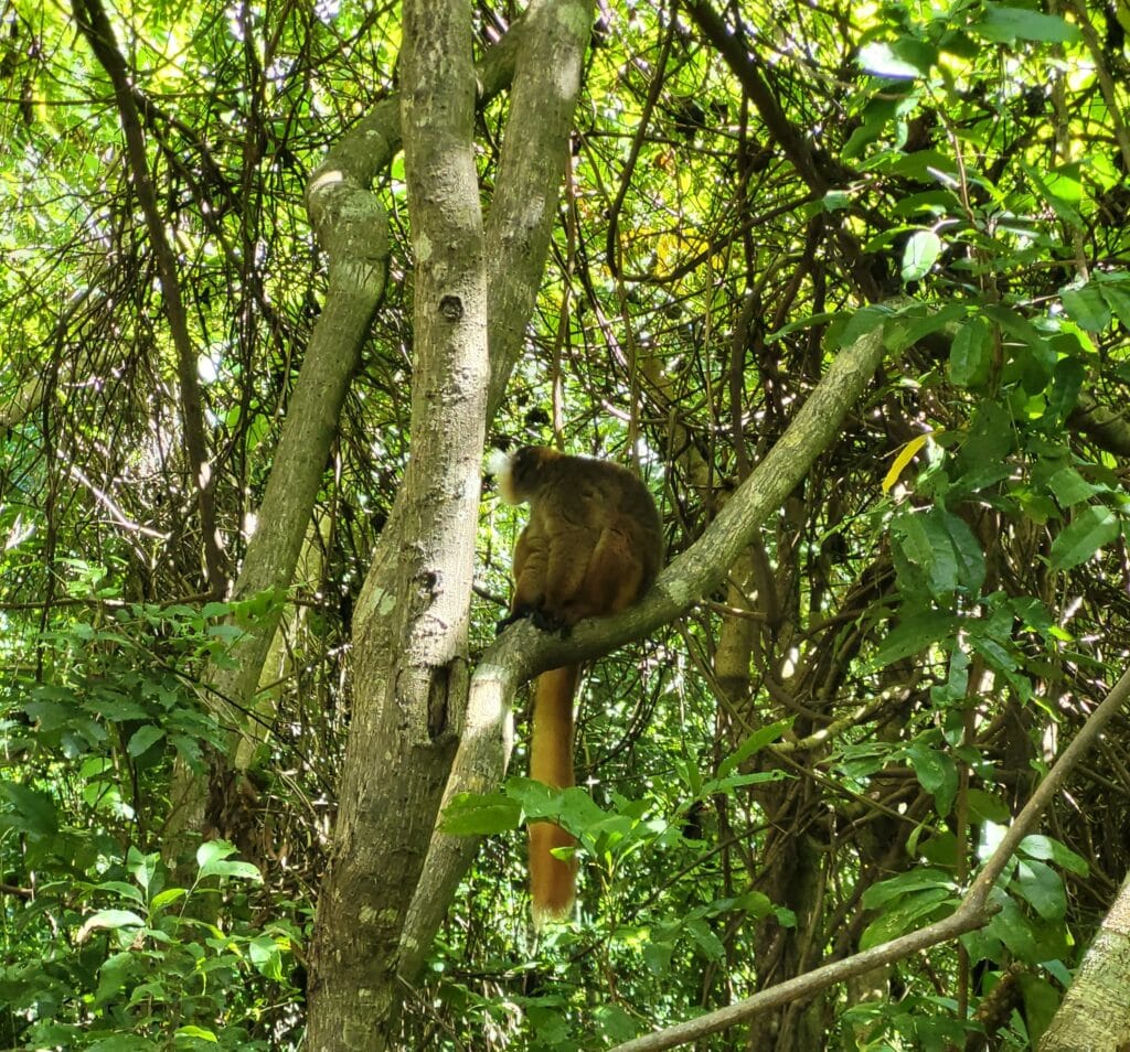 Un lémurien à longue queue rousse assis sur une branche au cœur d'une forêt dense et ensoleillée à Madagascar.