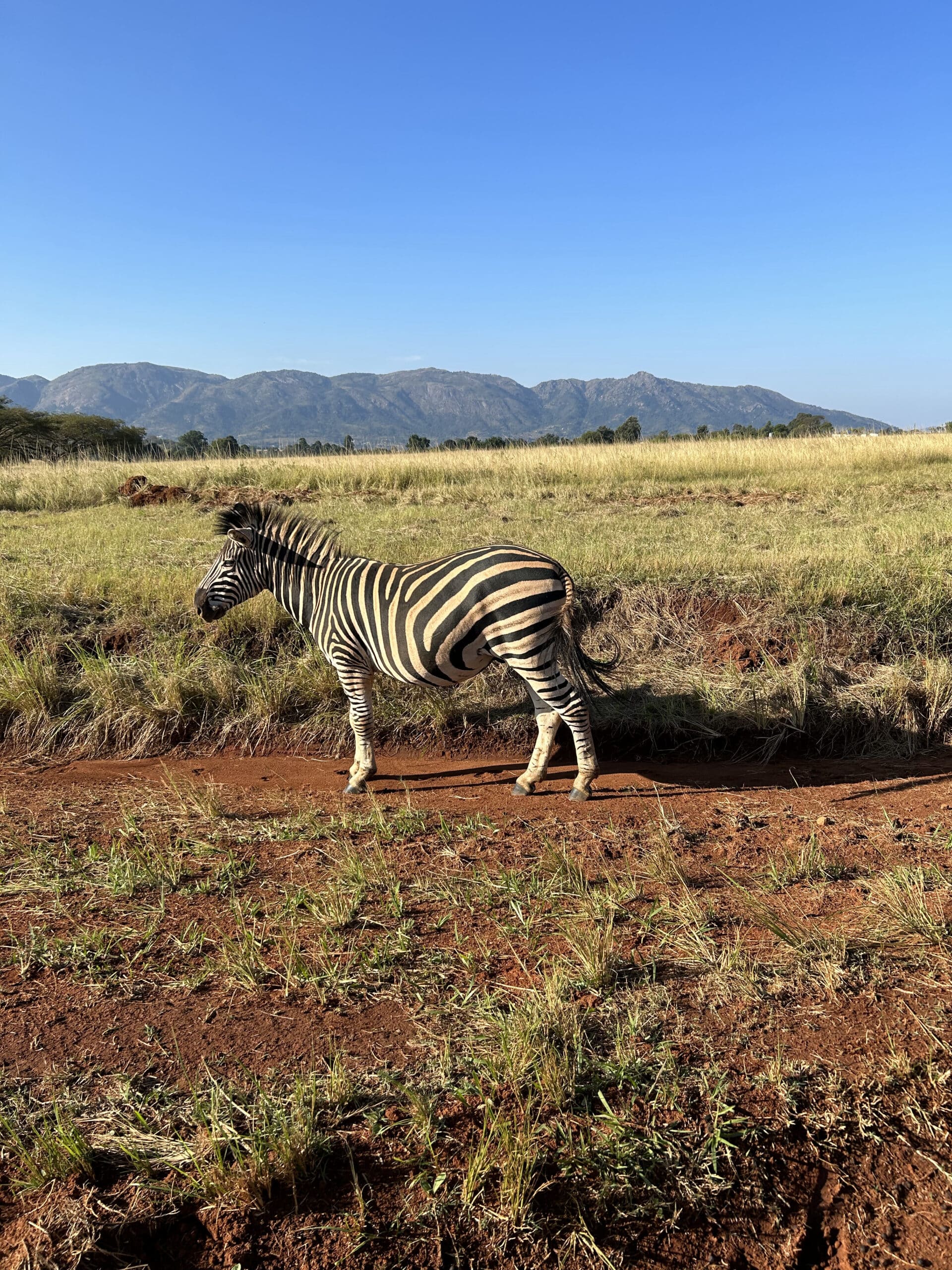 Zèbre dans la savane d'Eswatini au printemps austral