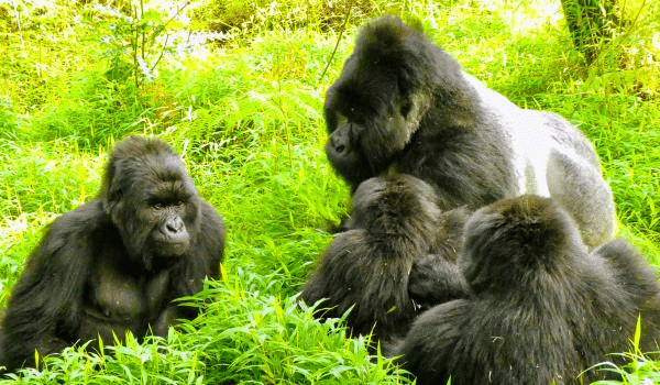 Un groupe de gorilles de montagne, dont un grand dos argenté, assis dans la végétation dense en Ouganda.