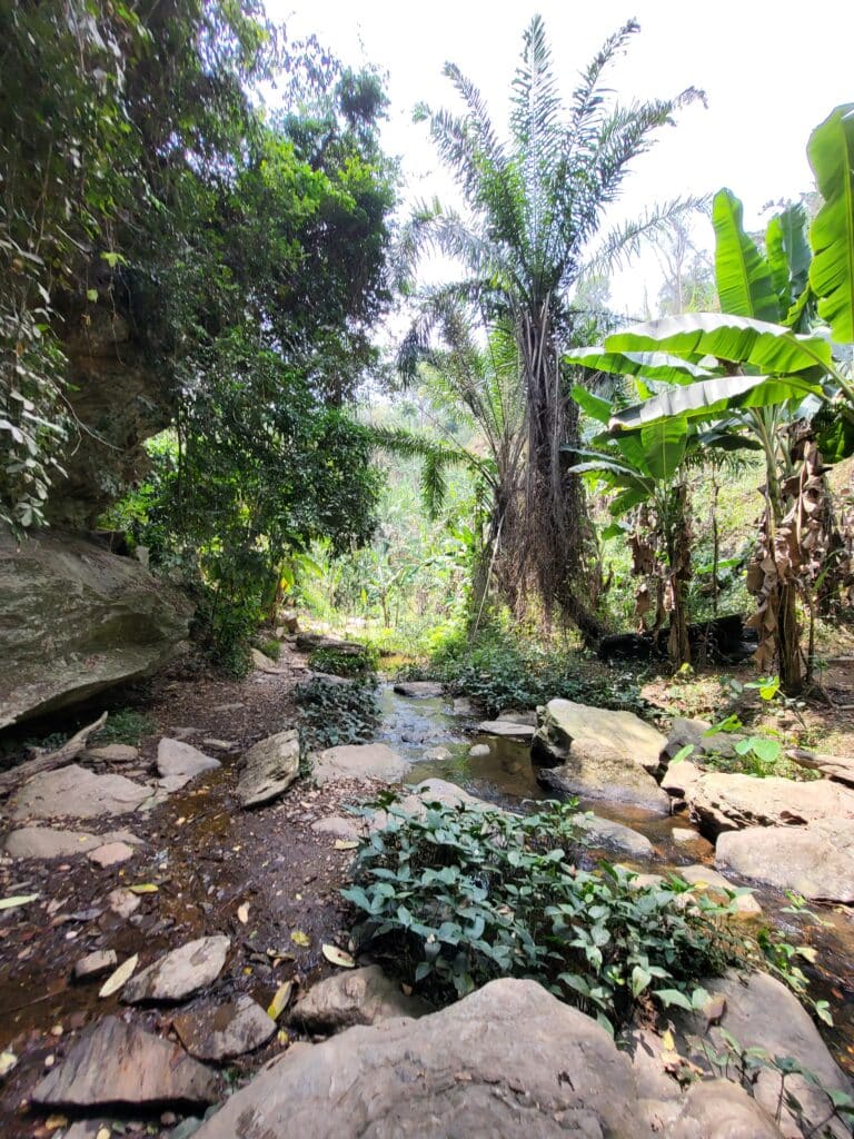 Un ruisseau paisible coulant sur des rochers au milieu d'une forêt tropicale luxuriante près de Kpalimé au Togo.