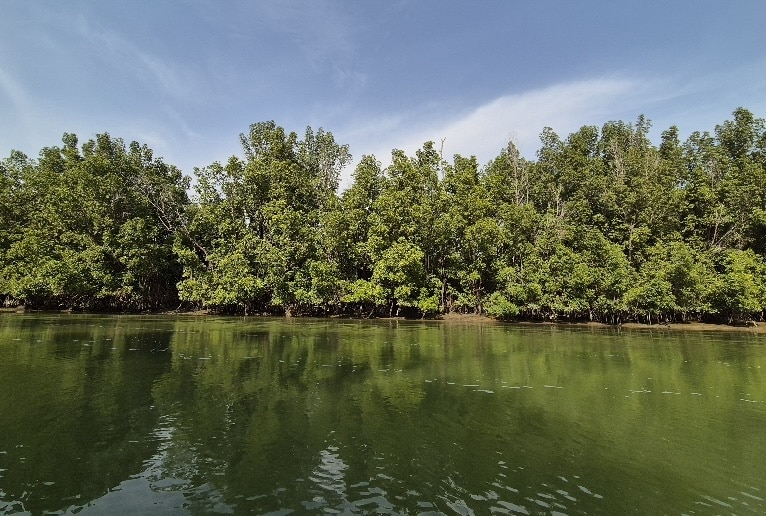 Vue de mangroves denses se reflétant dans les eaux calmes et vertes du fleuve Gambie sous un ciel bleu.