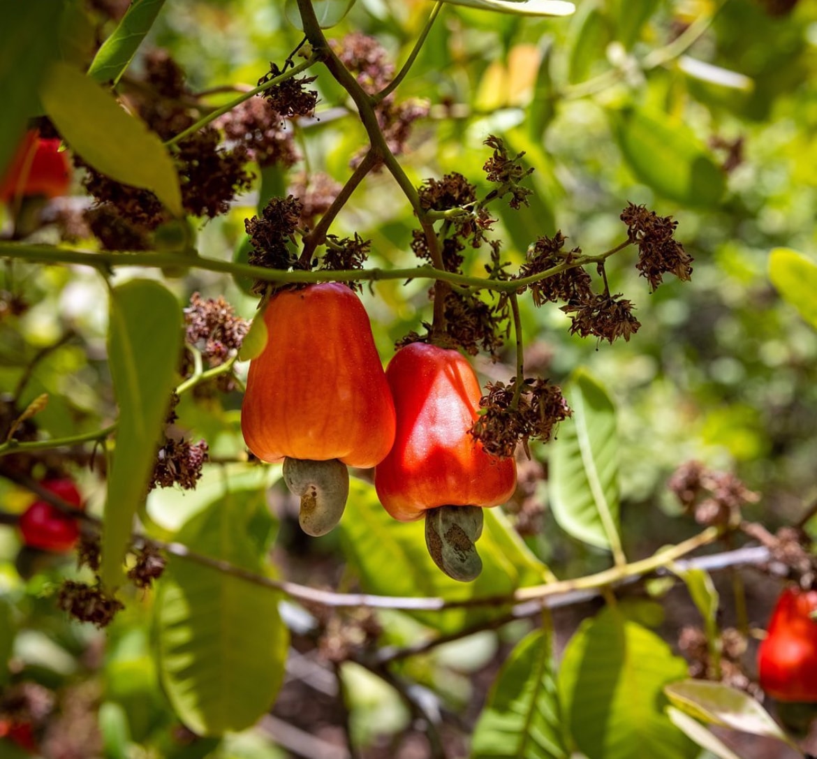 Arbre à cajou au Bénin