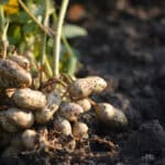 Tubercules d'arachide couverts de terre, encore attachés à leur tige, photographiés dans un champ agricole du Bénin.