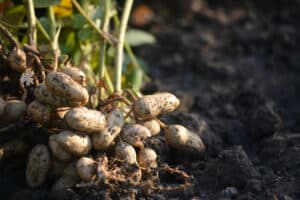 Tubercules d'arachide couverts de terre, encore attachés à leur tige, photographiés dans un champ agricole du Bénin.