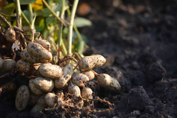 Tubercules d'arachide couverts de terre, encore attachés à leur tige, photographiés dans un champ agricole du Bénin.
