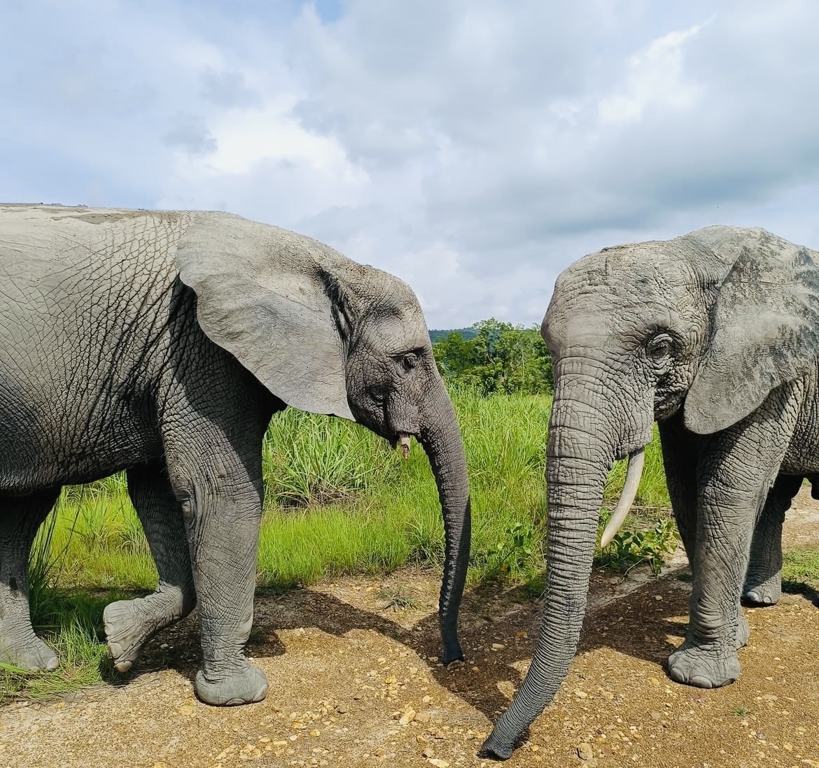Deux éléphants d’Afrique marchant côte à côte sur un chemin de terre, entourés de végétation verdoyante sous un ciel partiellement nuageux.