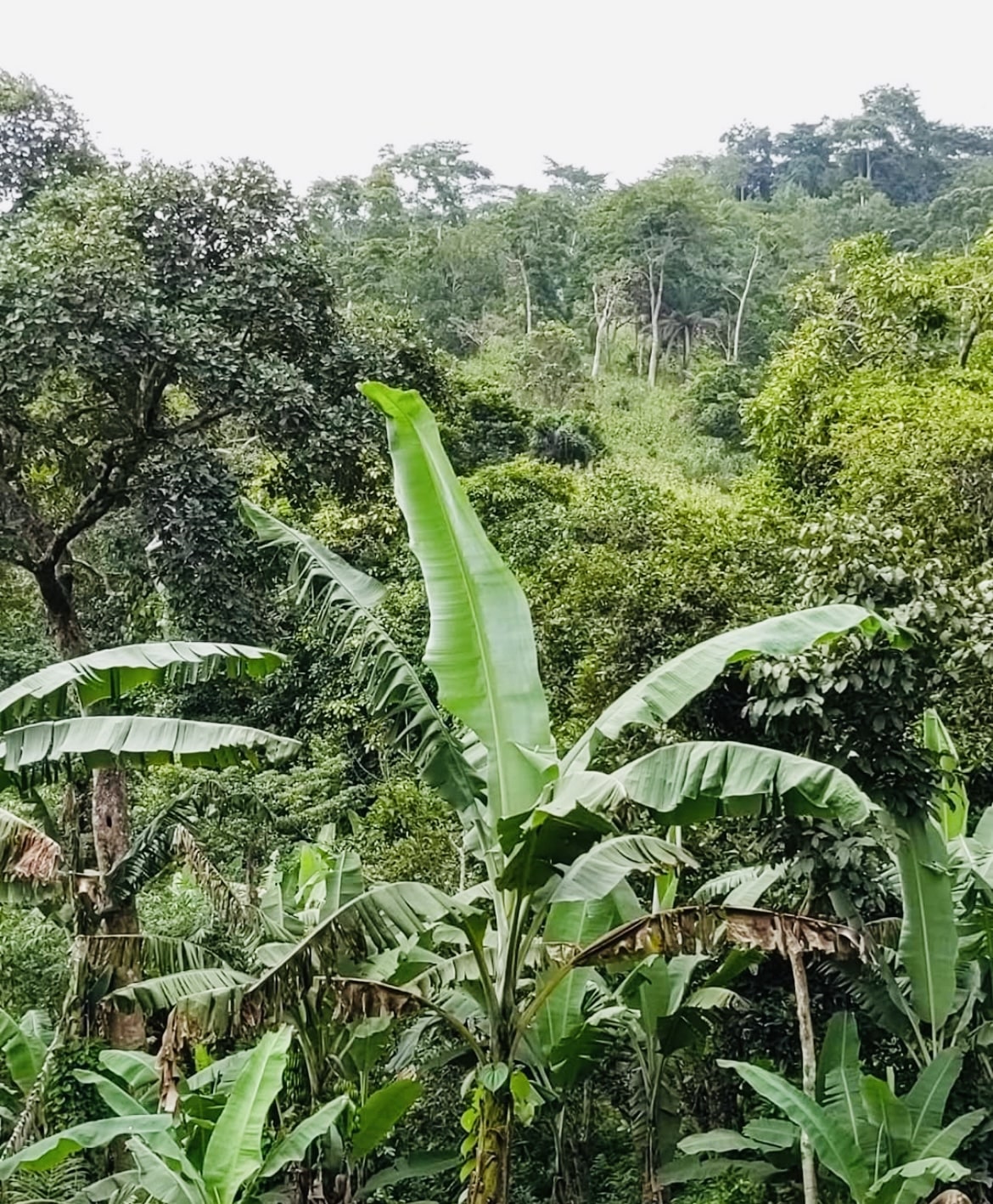 Vue sur une forêt tropicale dense avec des bananiers au premier plan et des arbres majestueux en arrière-plan, à Kouma-Konda au Togo.