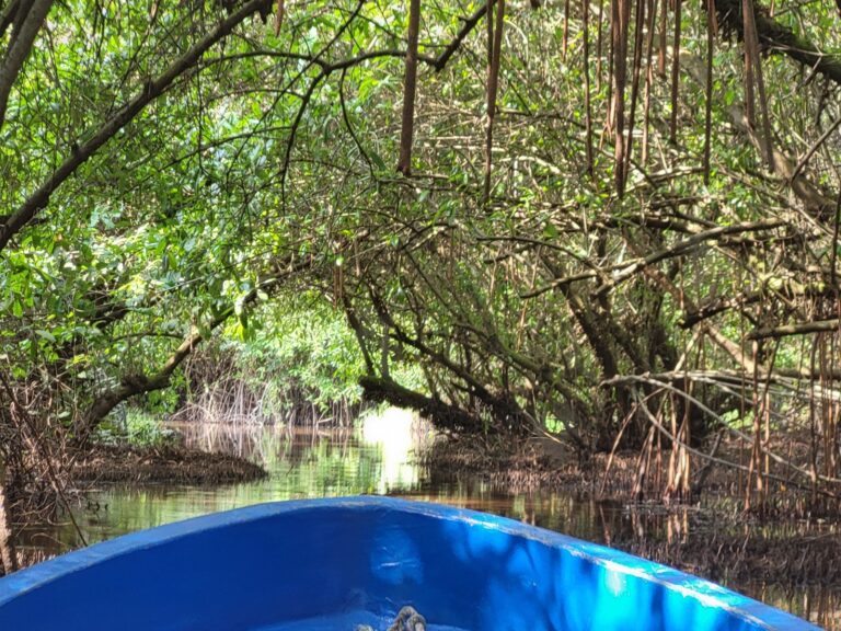 Balade en barque à travers la mangrove dense de Grand-Popo au Bénin, vue depuis l’avant d’une embarcation bleue.
