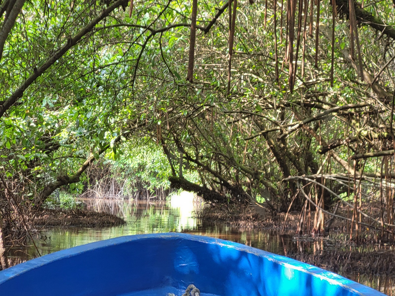 Mangroves de Grand-Popo, Bénin