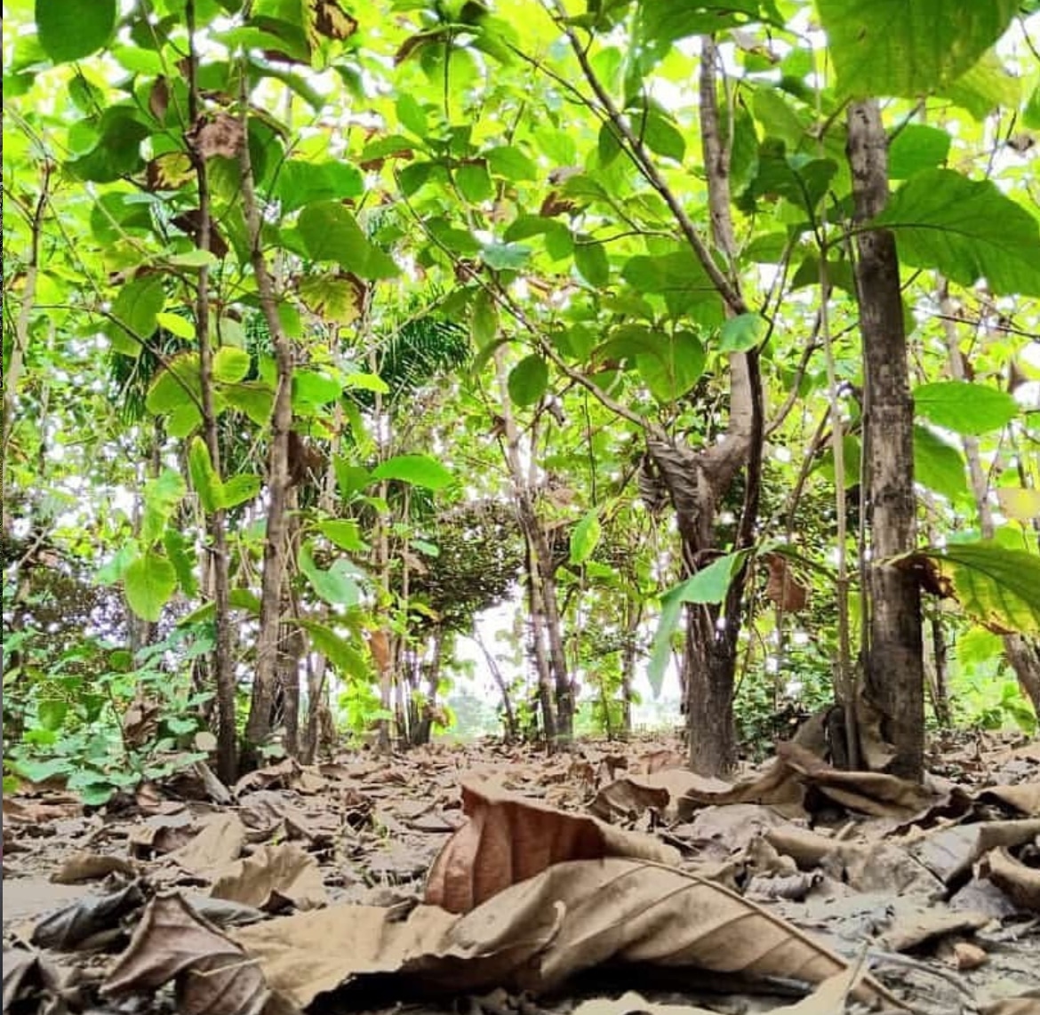 Immersion culturelle et nature à Alokoegbé – excursion à la journée