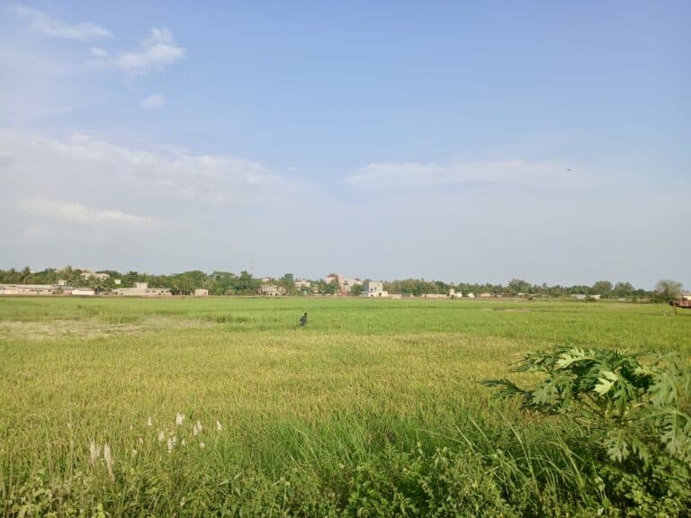 Rizières verdoyantes au Togo avec un village en arrière-plan sous un ciel bleu.
