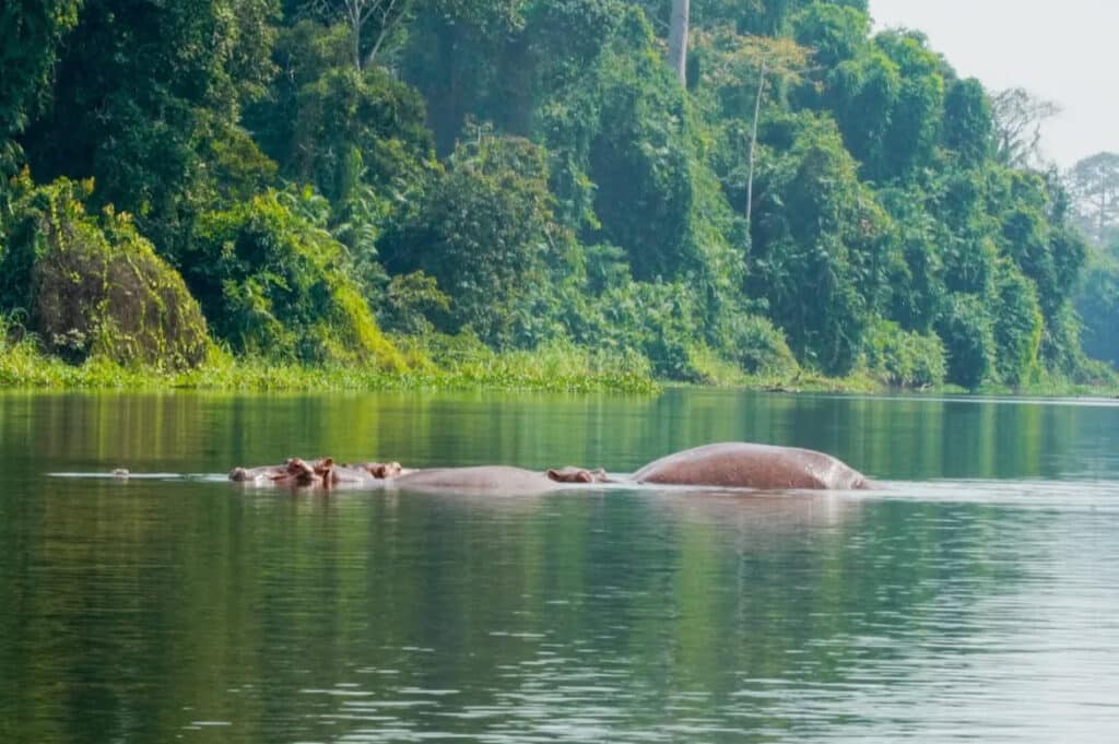 Deux hippopotames dans la rivière de Tiassalé, en Côte d’Ivoire, à moitié immergés dans l’eau.