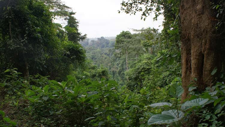 Parc Banco à Abidjan, forêt primaire préservée et sanctuaire naturel en Côte d’Ivoire.
