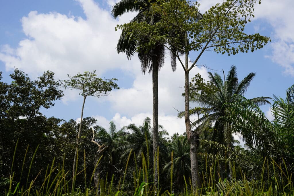 Vue de la canopée et des grands arbres tropicaux de la forêt de Bokoli au Bénin sous un ciel nuageux.