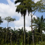 Vue de la canopée et des grands arbres tropicaux de la forêt de Bokoli au Bénin sous un ciel nuageux.