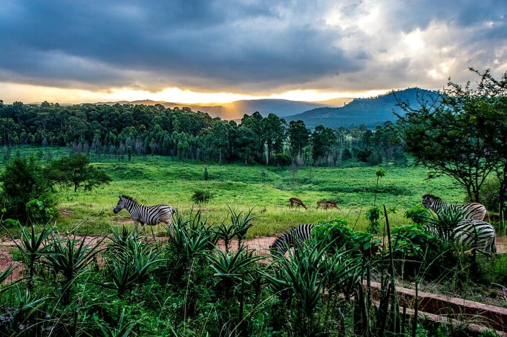 Mlilwane Wildlife Sanctuary en Eswatini : observation d’animaux et nature préservée.