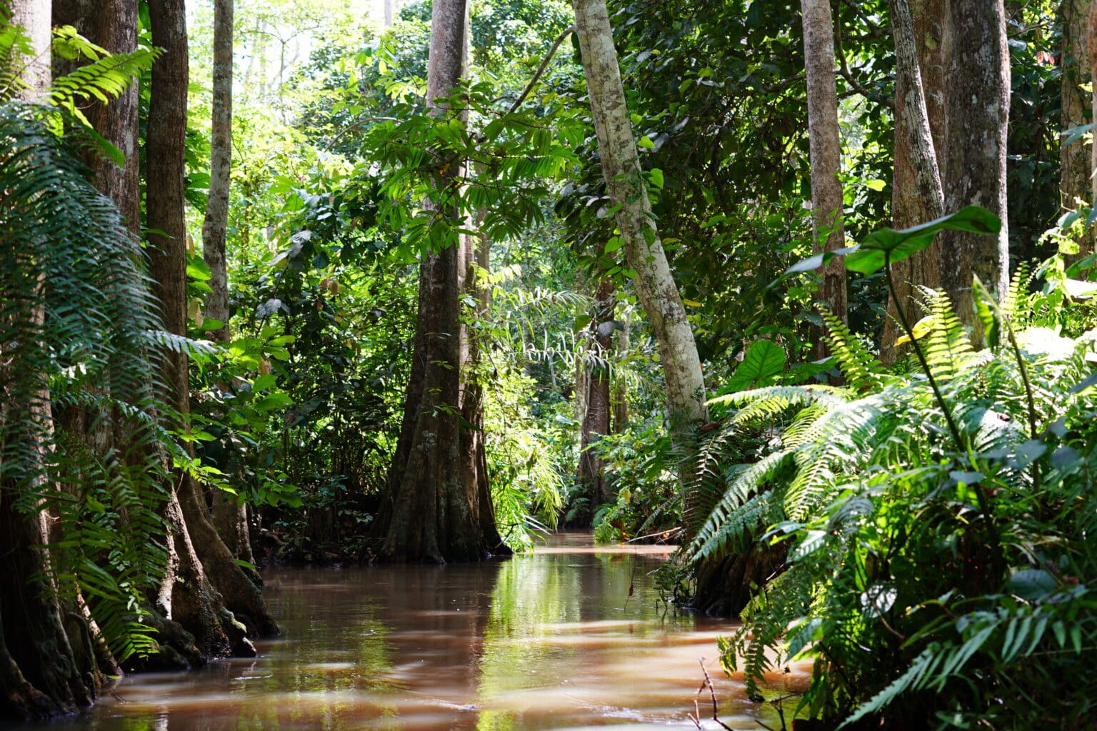 La forêt marécageuse de Lokoli