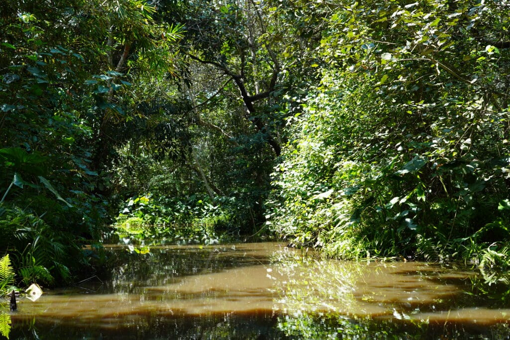 Vue d'une rivière calme traversant la forêt marécageuse dense de Lokoli au Bénin, avec une végétation tropicale luxuriante se reflétant dans l'eau.
