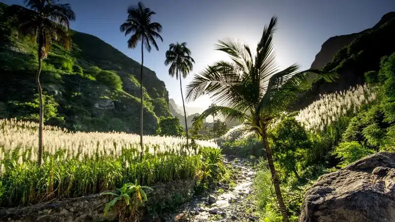 Un paysage de vallée luxuriante à Santo Antão avec des champs de canne à sucre en fleurs blanches, des palmiers élancés et une rivière rocailleuse sous un soleil éclatant au Cap-Vert.