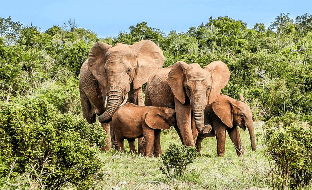 Une famille d'éléphants de forêt avec deux éléphanteaux dans la végétation dense du Parc National de Taï.
