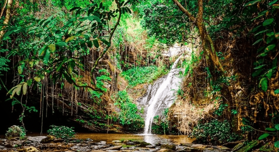 Vue de face de la cascade de Womé, avec l'eau se déversant sur des roches sombres entourées d'une forêt tropicale luxuriante.
