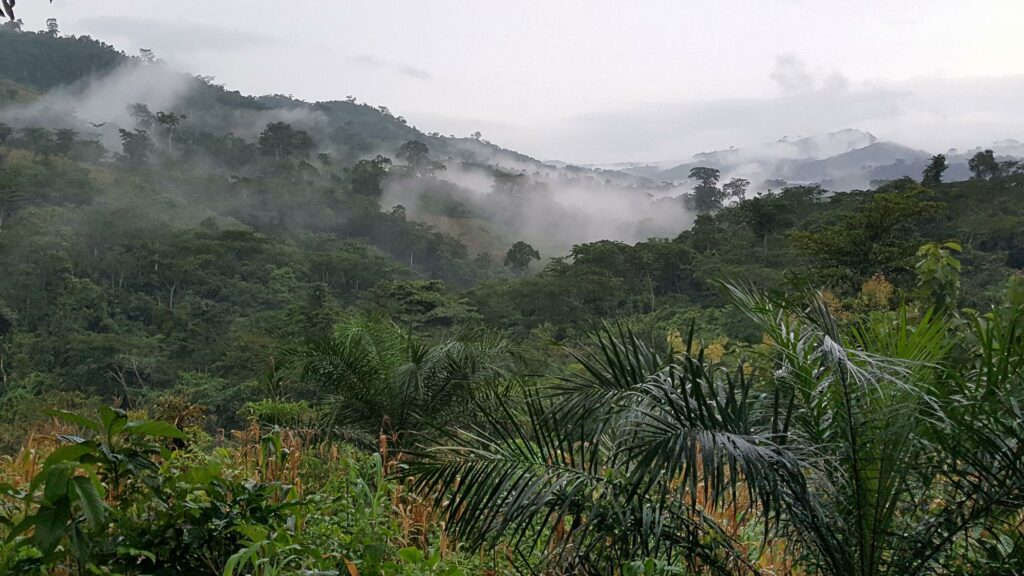 Un paysage de forêt tropicale dense et vallonnée sous un ciel couvert, avec d'épaisses nappes de brume flottant entre les arbres et les montagnes au Togo.